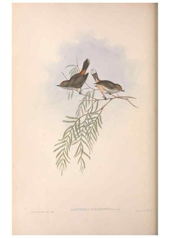 Reproducción/Reproduction 36555619580: The birds of Australia.. London,Printed by R. and J. E. Taylor; pub. by the author,[1840]-48.