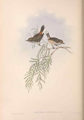 Reproducción/Reproduction 36555619580: The birds of Australia.. London,Printed by R. and J. E. Taylor; pub. by the author,[1840]-48.