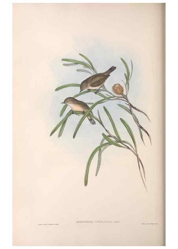 Reproducción/Reproduction 36555622120: The birds of Australia.. London,Printed by R. and J. E. Taylor; pub. by the author,[1840]-48.