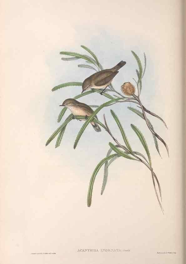 Reproducción/Reproduction 36555622120: The birds of Australia.. London,Printed by R. and J. E. Taylor; pub. by the author,[1840]-48.