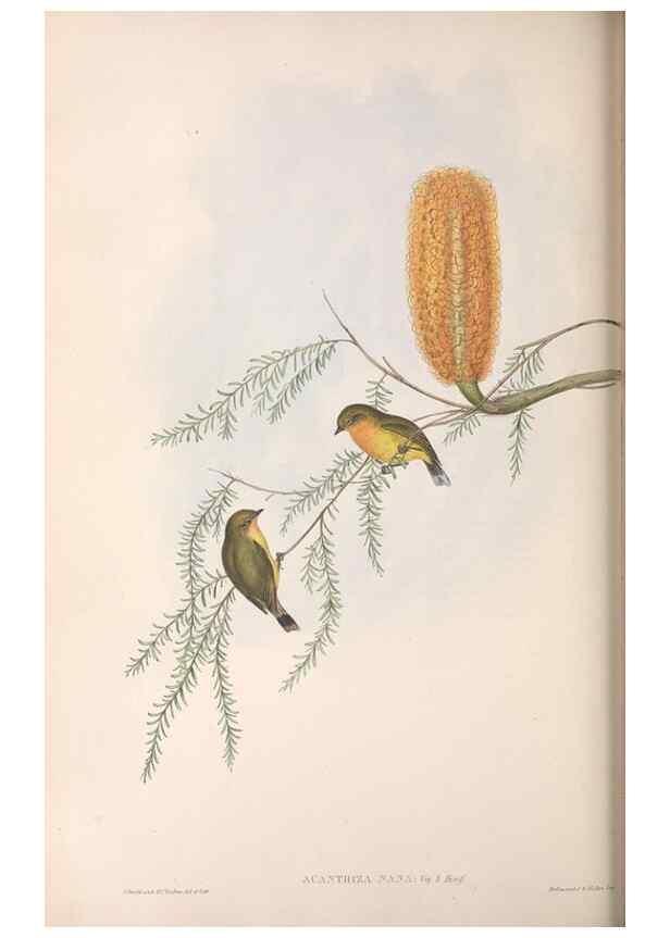 Reproducción/Reproduction 36555624530: The birds of Australia.. London,Printed by R. and J. E. Taylor; pub. by the author,[1840]-48.