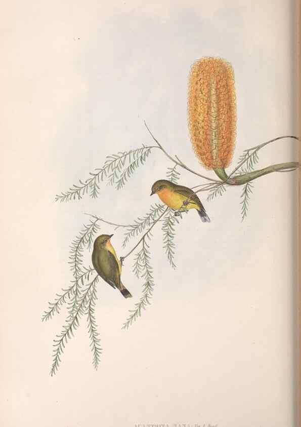 Reproducción/Reproduction 36555624530: The birds of Australia.. London,Printed by R. and J. E. Taylor; pub. by the author,[1840]-48.