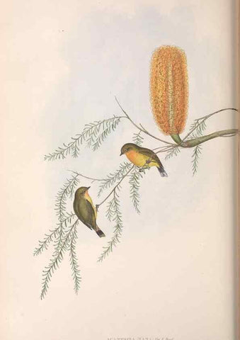 Reproducción/Reproduction 36555624530: The birds of Australia.. London,Printed by R. and J. E. Taylor; pub. by the author,[1840]-48.