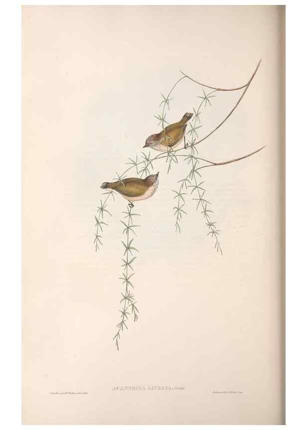 Reproducción/Reproduction 36555626930: The birds of Australia.. London,Printed by R. and J. E. Taylor; pub. by the author,[1840]-48.