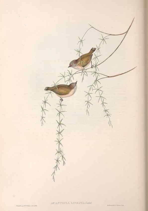 Reproducción/Reproduction 36555626930: The birds of Australia.. London,Printed by R. and J. E. Taylor; pub. by the author,[1840]-48.