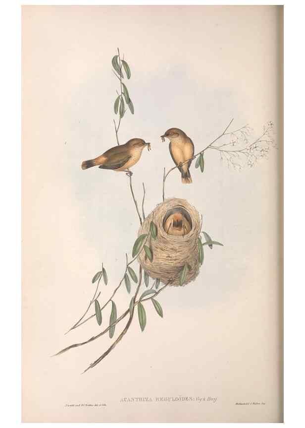 Reproducción/Reproduction 36117341604: The birds of Australia.. London,Printed by R. and J. E. Taylor; pub. by the author,[1840]-48.