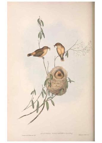 Reproducción/Reproduction 36117341604: The birds of Australia.. London,Printed by R. and J. E. Taylor; pub. by the author,[1840]-48.