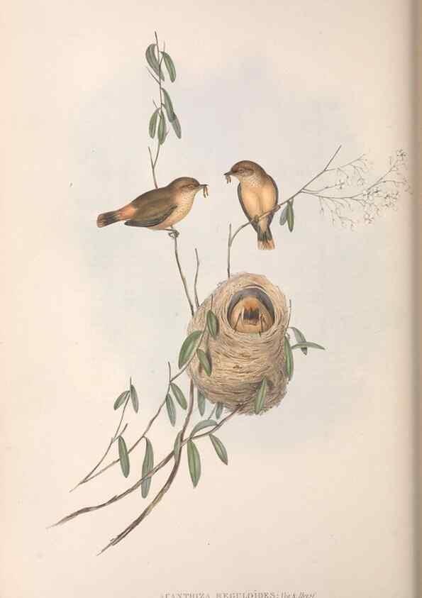 Reproducción/Reproduction 36117341604: The birds of Australia.. London,Printed by R. and J. E. Taylor; pub. by the author,[1840]-48.