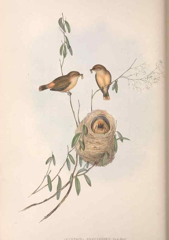 Reproducción/Reproduction 36117341604: The birds of Australia.. London,Printed by R. and J. E. Taylor; pub. by the author,[1840]-48.