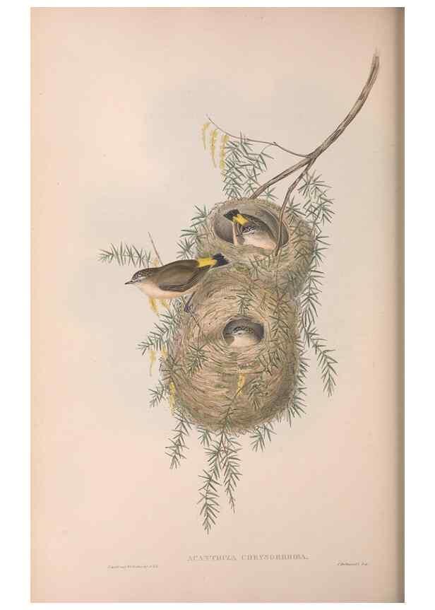 Reproducción/Reproduction 36117343434: The birds of Australia.. London,Printed by R. and J. E. Taylor; pub. by the author,[1840]-48.