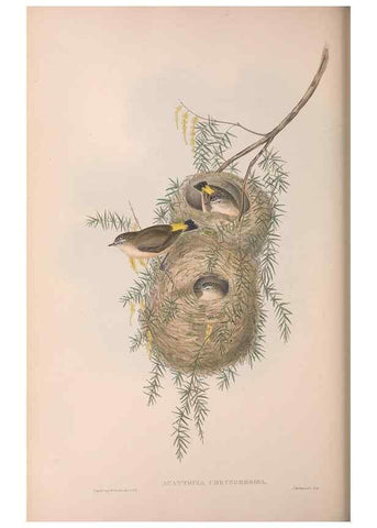 Reproducción/Reproduction 36117343434: The birds of Australia.. London,Printed by R. and J. E. Taylor; pub. by the author,[1840]-48.