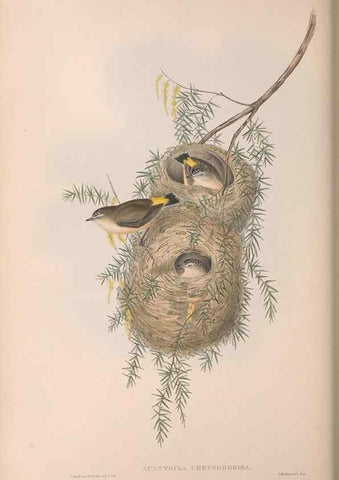 Reproducción/Reproduction 36117343434: The birds of Australia.. London,Printed by R. and J. E. Taylor; pub. by the author,[1840]-48.