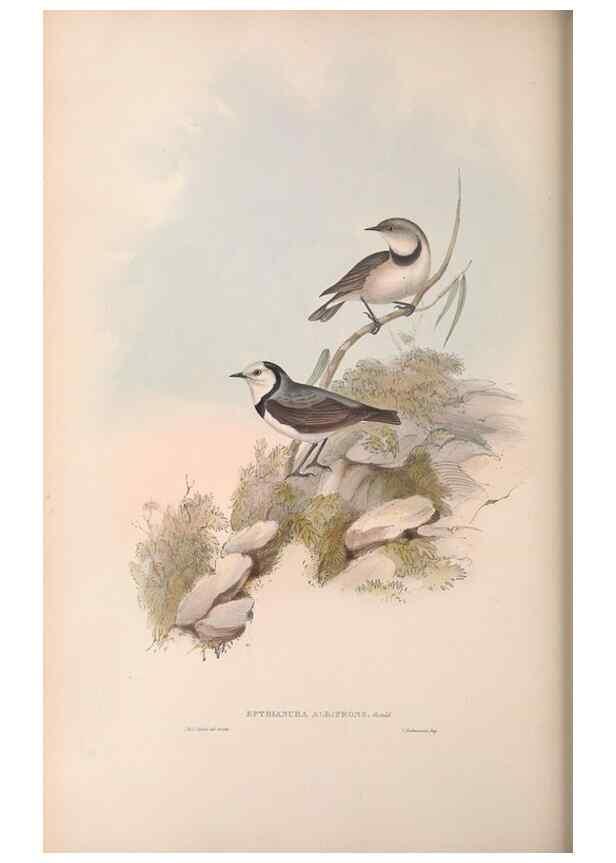 Reproducción/Reproduction 36117345364: The birds of Australia.. London,Printed by R. and J. E. Taylor; pub. by the author,[1840]-48.
