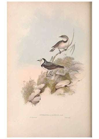 Reproducción/Reproduction 36117345364: The birds of Australia.. London,Printed by R. and J. E. Taylor; pub. by the author,[1840]-48.