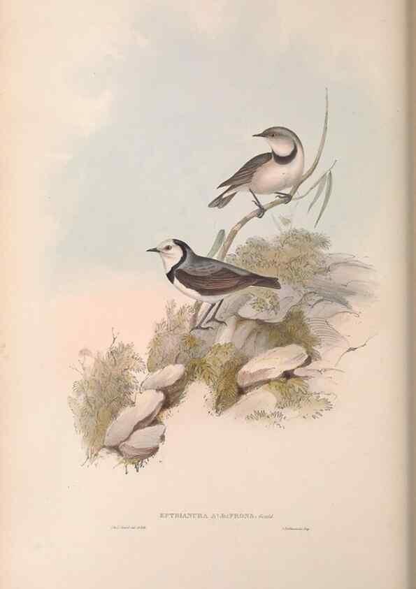 Reproducción/Reproduction 36117345364: The birds of Australia.. London,Printed by R. and J. E. Taylor; pub. by the author,[1840]-48.