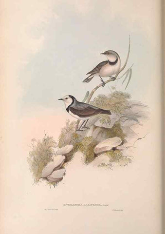 Reproducción/Reproduction 36117345364: The birds of Australia.. London,Printed by R. and J. E. Taylor; pub. by the author,[1840]-48.