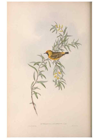 Reproducción/Reproduction 36117347204: The birds of Australia.. London,Printed by R. and J. E. Taylor; pub. by the author,[1840]-48.