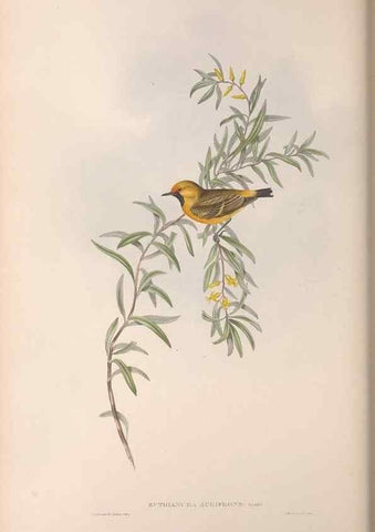 Reproducción/Reproduction 36117347204: The birds of Australia.. London,Printed by R. and J. E. Taylor; pub. by the author,[1840]-48.