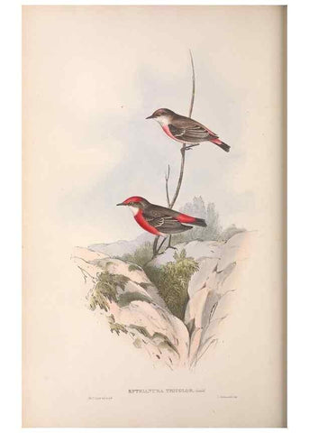 Reproducción/Reproduction 36117348874: The birds of Australia.. London,Printed by R. and J. E. Taylor; pub. by the author,[1840]-48.