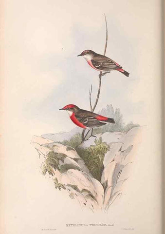 Reproducción/Reproduction 36117348874: The birds of Australia.. London,Printed by R. and J. E. Taylor; pub. by the author,[1840]-48.