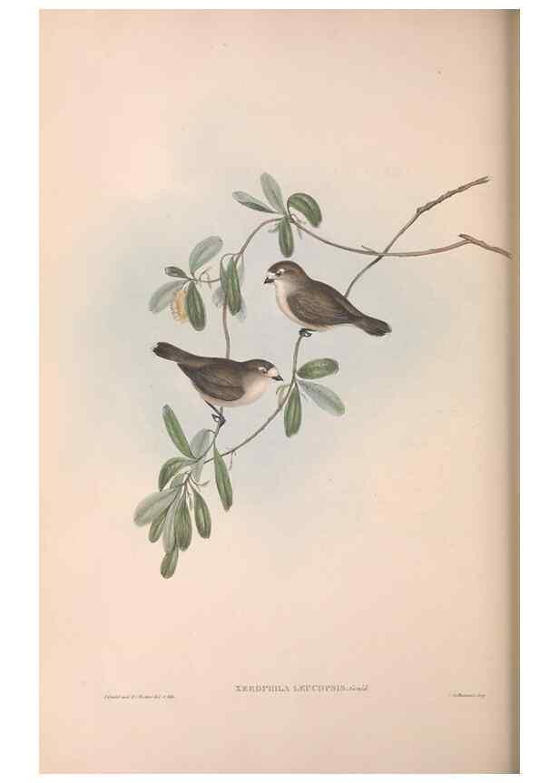 Reproducción/Reproduction 36117350894: The birds of Australia.. London,Printed by R. and J. E. Taylor; pub. by the author,[1840]-48.