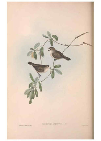 Reproducción/Reproduction 36117350894: The birds of Australia.. London,Printed by R. and J. E. Taylor; pub. by the author,[1840]-48.
