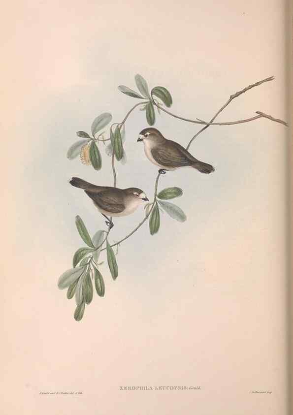 Reproducción/Reproduction 36117350894: The birds of Australia.. London,Printed by R. and J. E. Taylor; pub. by the author,[1840]-48.