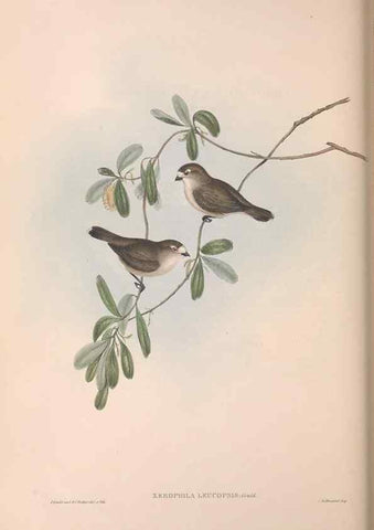 Reproducción/Reproduction 36117350894: The birds of Australia.. London,Printed by R. and J. E. Taylor; pub. by the author,[1840]-48.
