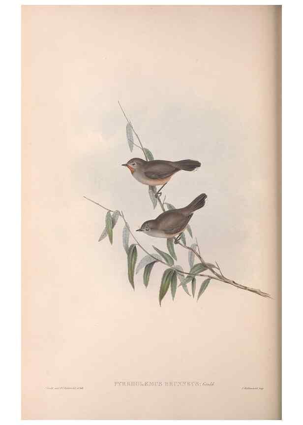 Reproducción/Reproduction 36117353144: The birds of Australia.. London,Printed by R. and J. E. Taylor; pub. by the author,[1840]-48.