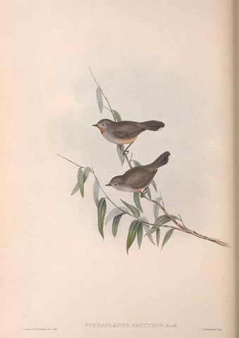 Reproducción/Reproduction 36117353144: The birds of Australia.. London,Printed by R. and J. E. Taylor; pub. by the author,[1840]-48.