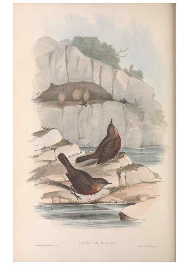 Reproducción/Reproduction 36117355724: The birds of Australia.. London,Printed by R. and J. E. Taylor; pub. by the author,[1840]-48.