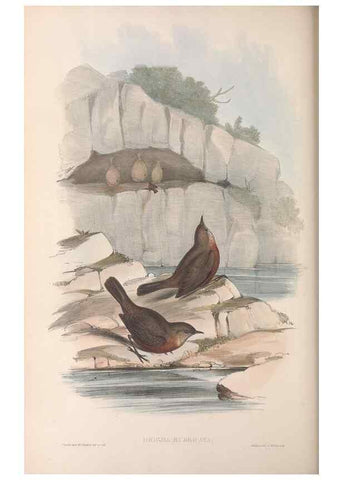 Reproducción/Reproduction 36117355724: The birds of Australia.. London,Printed by R. and J. E. Taylor; pub. by the author,[1840]-48.
