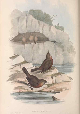 Reproducción/Reproduction 36117355724: The birds of Australia.. London,Printed by R. and J. E. Taylor; pub. by the author,[1840]-48.