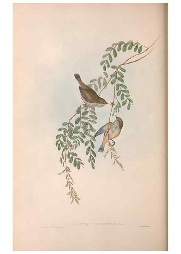 Reproducción/Reproduction 36555610980: The birds of Australia.. London,Printed by R. and J. E. Taylor; pub. by the author,[1840]-48.
