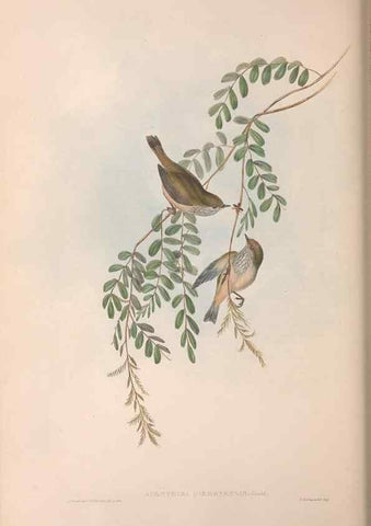 Reproducción/Reproduction 36555610980: The birds of Australia.. London,Printed by R. and J. E. Taylor; pub. by the author,[1840]-48.