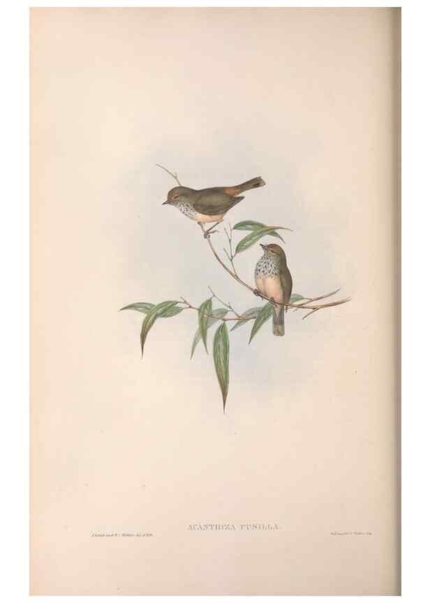 Reproducción/Reproduction 36117335744: The birds of Australia.. London,Printed by R. and J. E. Taylor; pub. by the author,[1840]-48.