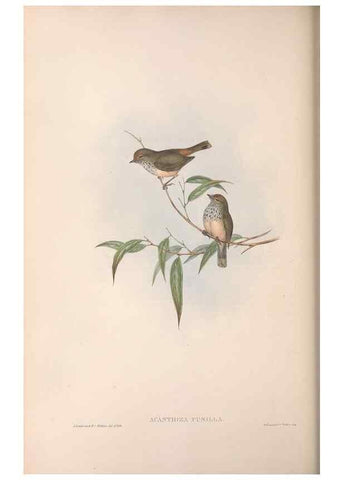 Reproducción/Reproduction 36117335744: The birds of Australia.. London,Printed by R. and J. E. Taylor; pub. by the author,[1840]-48.