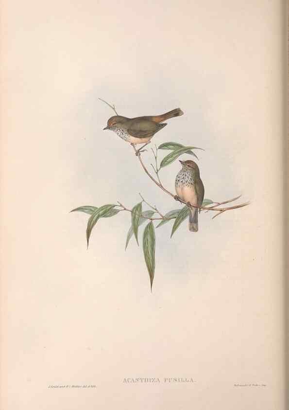 Reproducción/Reproduction 36117335744: The birds of Australia.. London,Printed by R. and J. E. Taylor; pub. by the author,[1840]-48.