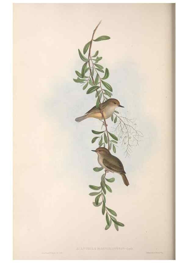 Reproducción/Reproduction 36117334304: The birds of Australia.. London,Printed by R. and J. E. Taylor; pub. by the author,[1840]-48.