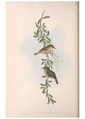 Reproducción/Reproduction 36117334304: The birds of Australia.. London,Printed by R. and J. E. Taylor; pub. by the author,[1840]-48.