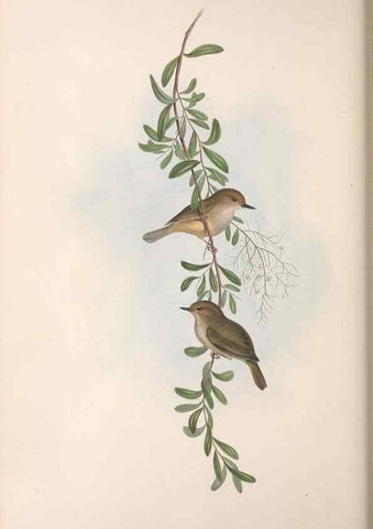 Reproducción/Reproduction 36117334304: The birds of Australia.. London,Printed by R. and J. E. Taylor; pub. by the author,[1840]-48.