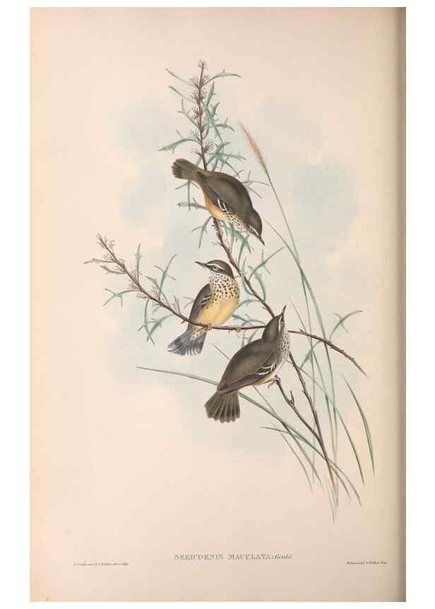 Reproducción/Reproduction 36117332854: The birds of Australia.. London,Printed by R. and J. E. Taylor; pub. by the author,[1840]-48.