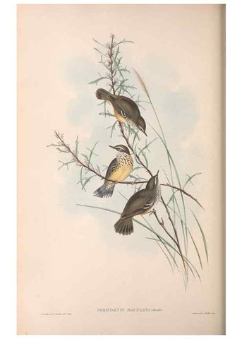Reproducción/Reproduction 36117332854: The birds of Australia.. London,Printed by R. and J. E. Taylor; pub. by the author,[1840]-48.