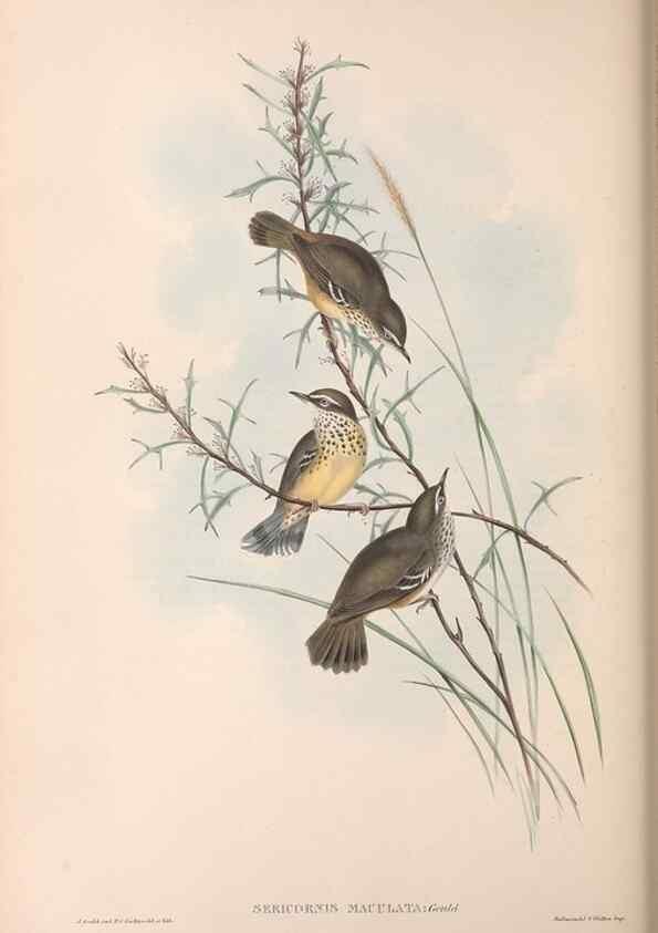Reproducción/Reproduction 36117332854: The birds of Australia.. London,Printed by R. and J. E. Taylor; pub. by the author,[1840]-48.