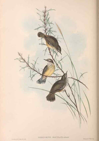 Reproducción/Reproduction 36117332854: The birds of Australia.. London,Printed by R. and J. E. Taylor; pub. by the author,[1840]-48.