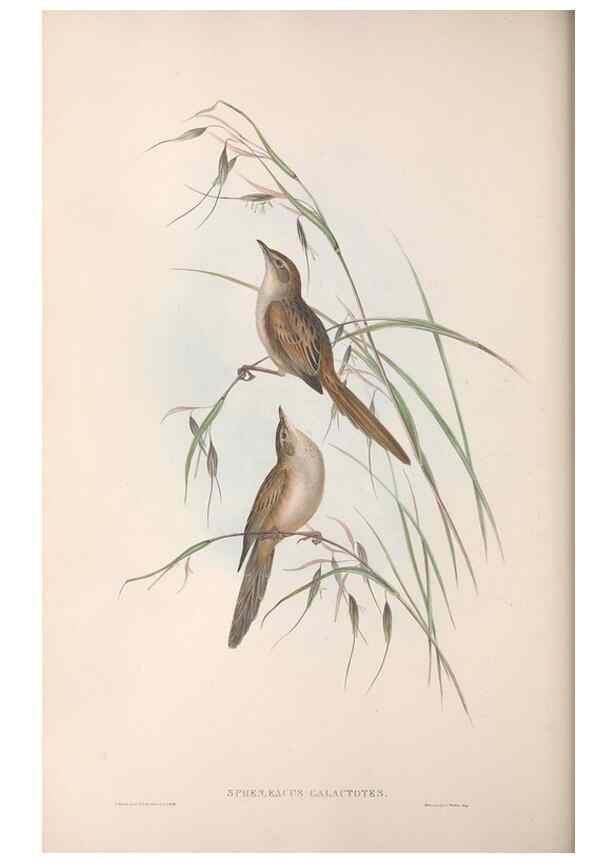 Reproducción/Reproduction 36764250506: The birds of Australia.. London,Printed by R. and J. E. Taylor; pub. by the author,[1840]-48.