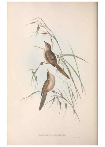 Reproducción/Reproduction 36764250506: The birds of Australia.. London,Printed by R. and J. E. Taylor; pub. by the author,[1840]-48.