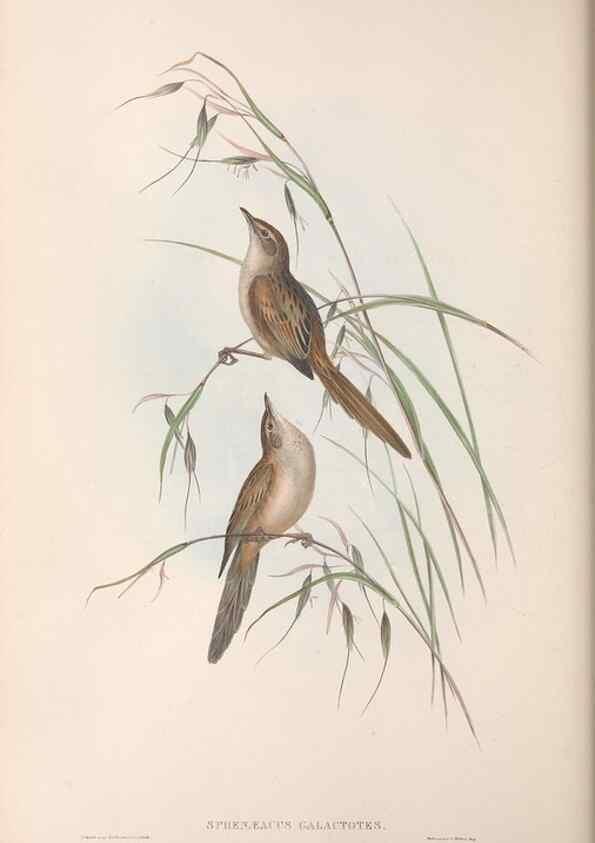 Reproducción/Reproduction 36764250506: The birds of Australia.. London,Printed by R. and J. E. Taylor; pub. by the author,[1840]-48.