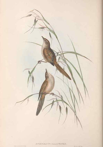 Reproducción/Reproduction 36764250506: The birds of Australia.. London,Printed by R. and J. E. Taylor; pub. by the author,[1840]-48.