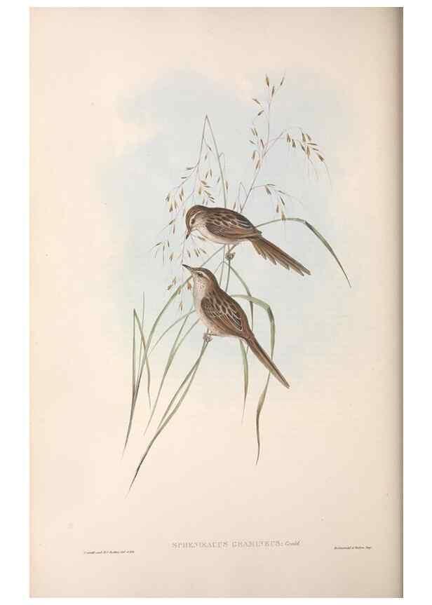 Reproducción/Reproduction 36764253546: The birds of Australia.. London,Printed by R. and J. E. Taylor; pub. by the author,[1840]-48.